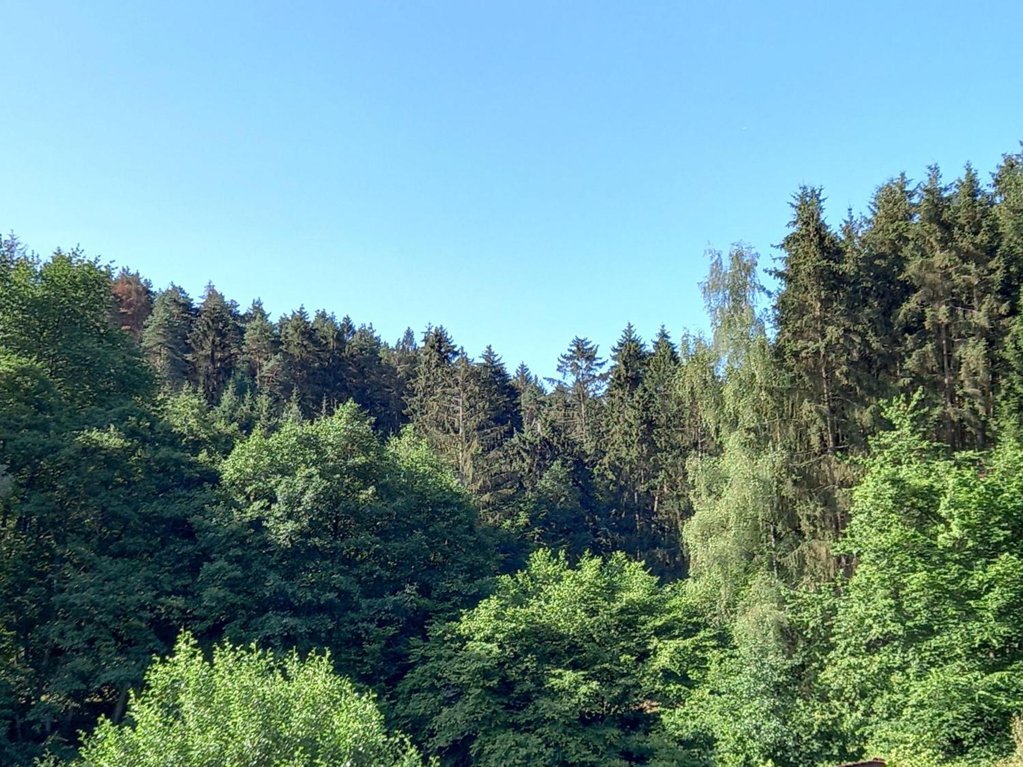 Ferienwohnung Waldblick Trassem Exteriér fotografie